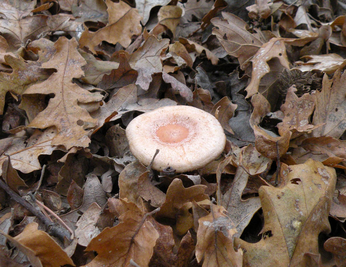 Nei boschi di Ulderico